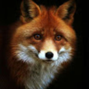 Meet your Posher, Johnny